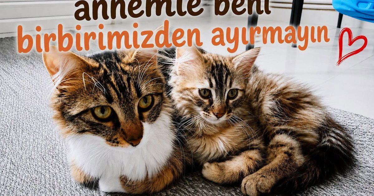 zllktlr's tweet photo. "EV KEDİSİYDİ, HAMİLEYKEN SOKAĞA TERK EDİLDİ! ANNE VE YAVRUSU İÇİN ACİL ÖMÜRLÜK YUVA ARIYORUZ Anne: 1 yaşında, dişi, kısırlaştırıldı.
Yavru: 2-3 aylık, dişi.
Çankaya / Ankara 0534 891 46 69 https://t.co/AIwHuo4Nmq https://t.co/4dEN8IRSzM