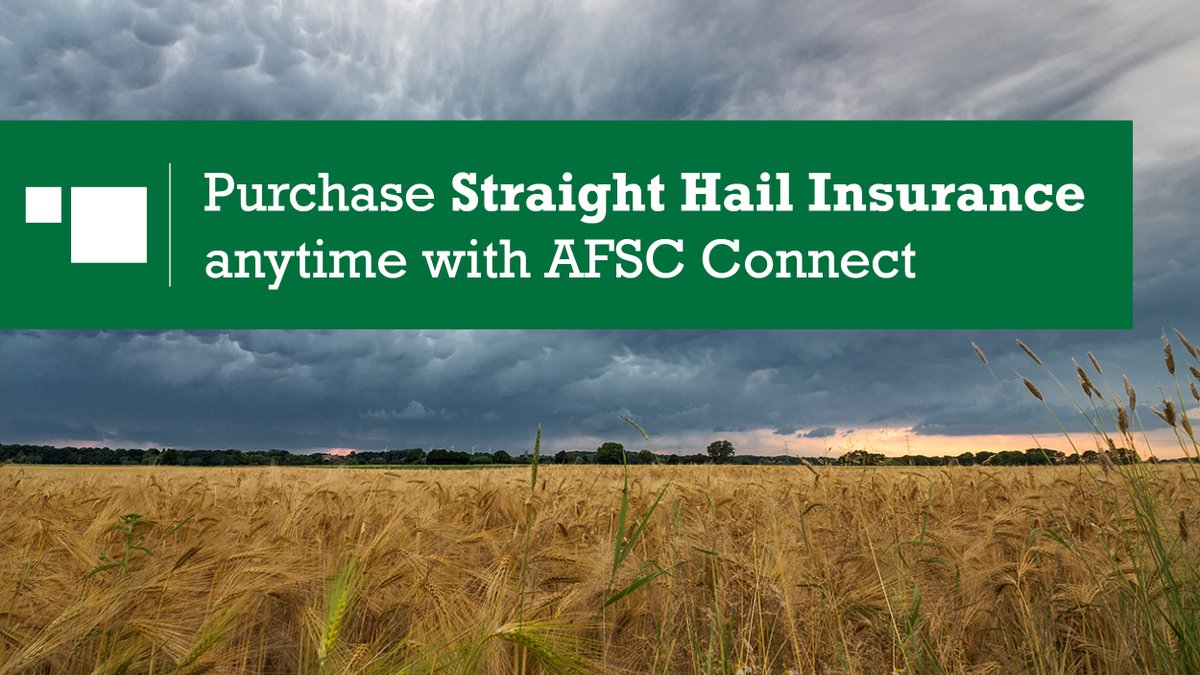 AFSC_AB's tweet photo. Straight Hail Insurance is now available for the 2026 growing season. Clients can purchase coverage in AFSC Connect, 24/7! Login at https://t.co/smIgL6mFOZ to create an estimate, purchase and report a hail claim online. The deadline is July 31. #ABag https://t.co/A2sW01S54q