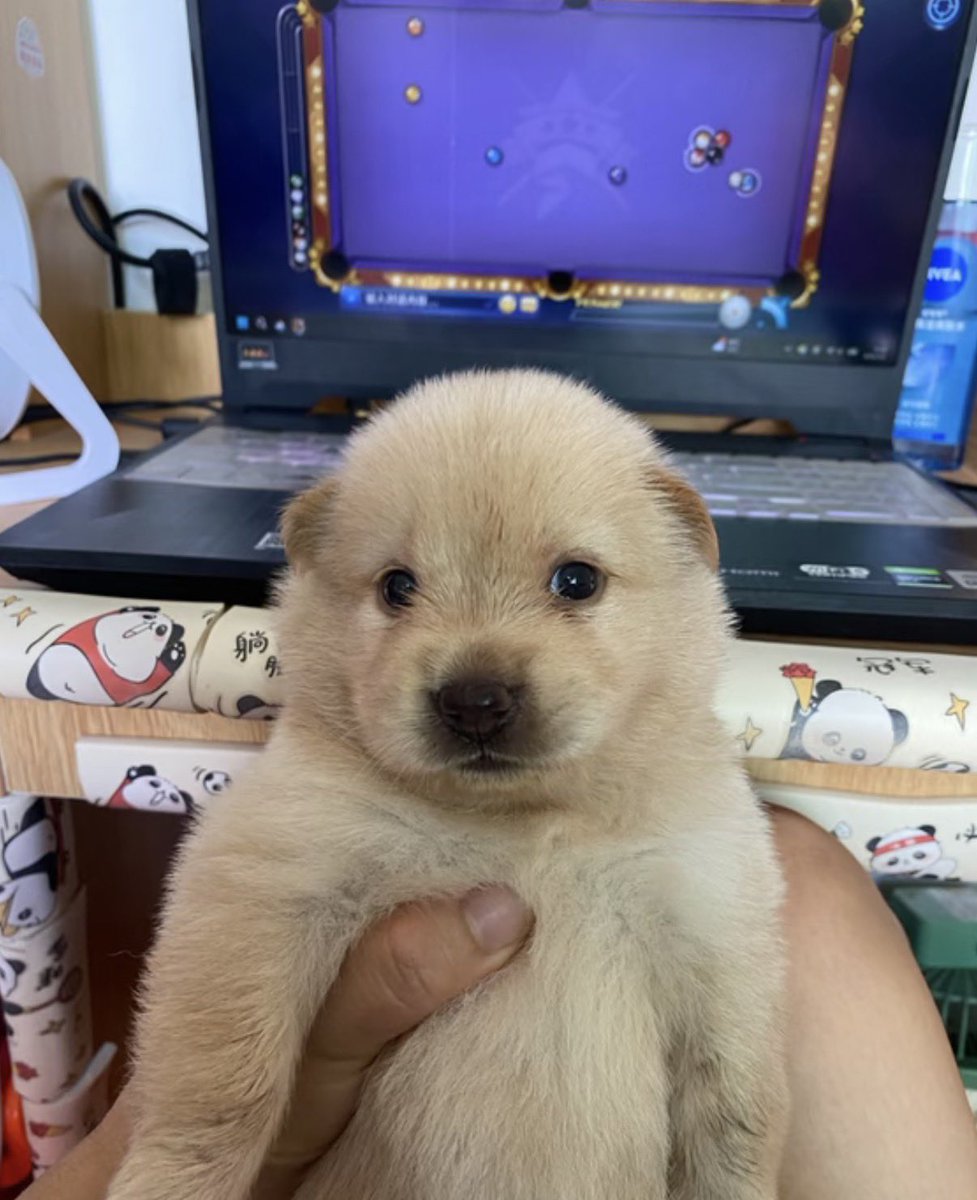 🐾 Ossian 🏳️‍⚧️ 🔜 MEGAPLEX tweet media