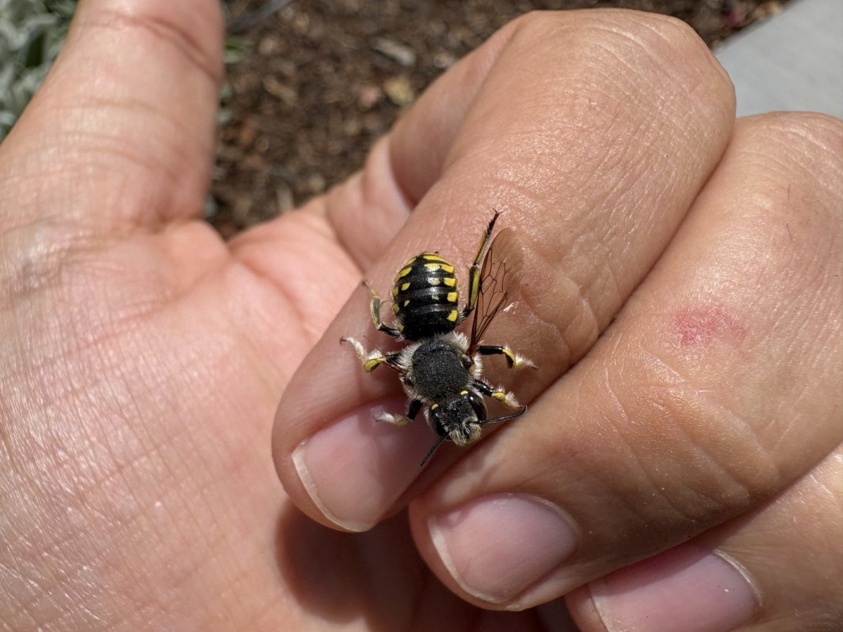 sfbaybees's tweet photo. We all often see male European Wool Carder bees fighting for turf, but we don’t often see the price - this fellow managed to lose three of his four wings in battle. In fairness the Stachys bush he was on is unusually crowded with males. [Alameda, CA 6-12-26] #bees #nativebees https://t.co/alqgTqKweg