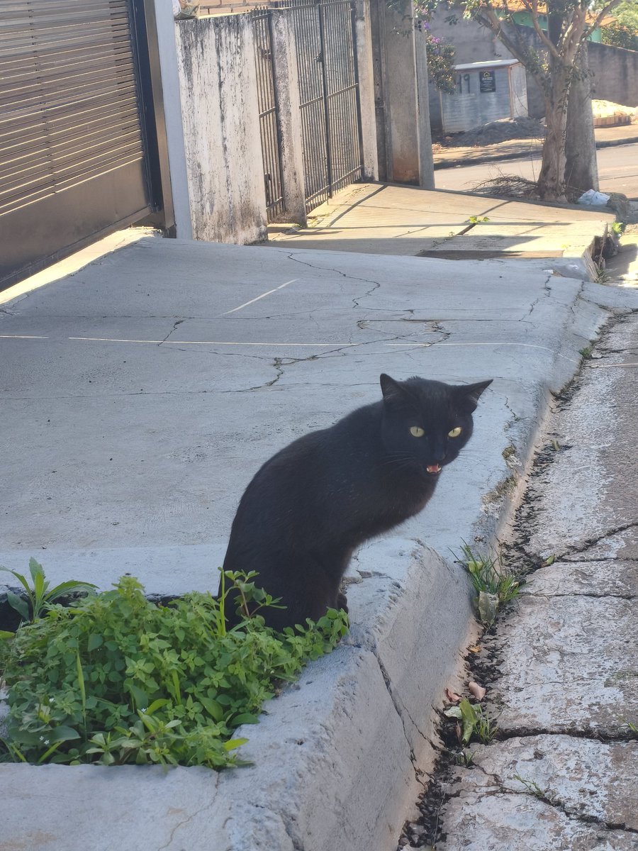 livia tweet media
