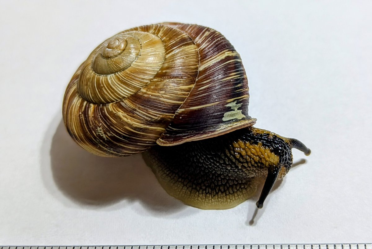 chamalycaeus's tweet photo. 神戸市内を調査。
火炎彩が美しいハリママイマイEuhadra congenita (Smith, 1878)を採集することができました。
近年、個体数の減少が著しい種ですが、神社林で幼貝を含めて２０個体近くを確認することができて良かったです。 https://t.co/ikcXgPZm6b