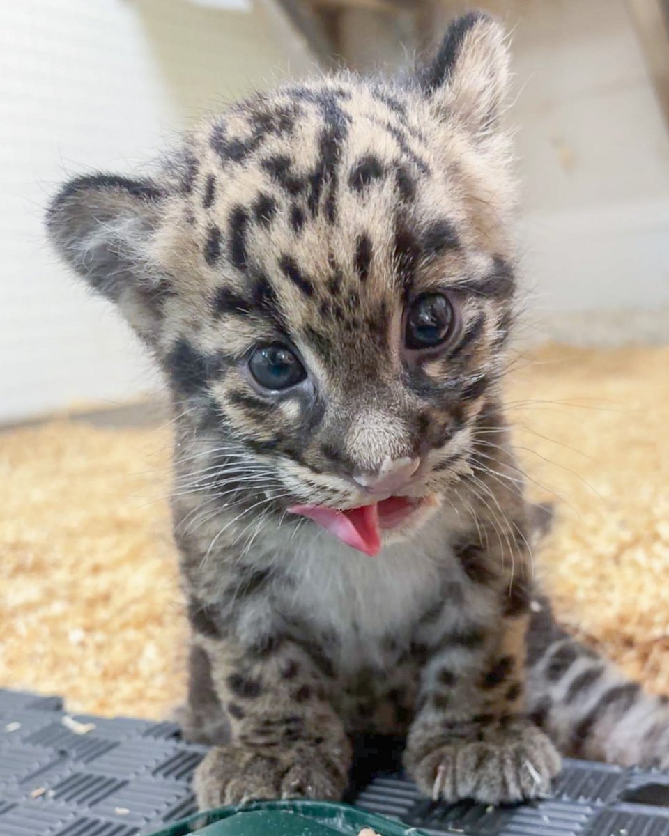 NashvilleZoo tweet picture