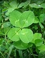 GrannyMooninVA's tweet photo. Clover ✨✨✨

A story tells of an elf sent by Mother Nature 
to watch over the cows and make sure
they didn’t eat anything poisonous. 

He had a clever idea and painted every 
clover leaf with a white arrow to show 
they were good to eat. 

You can still see those marks to this day!