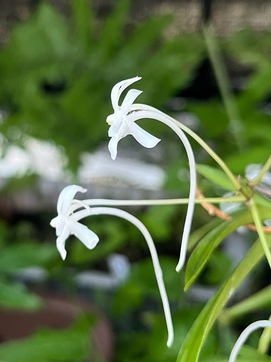 今年もフウラン咲いてくれた。 この花が咲くと、あたり一面に甘〜い