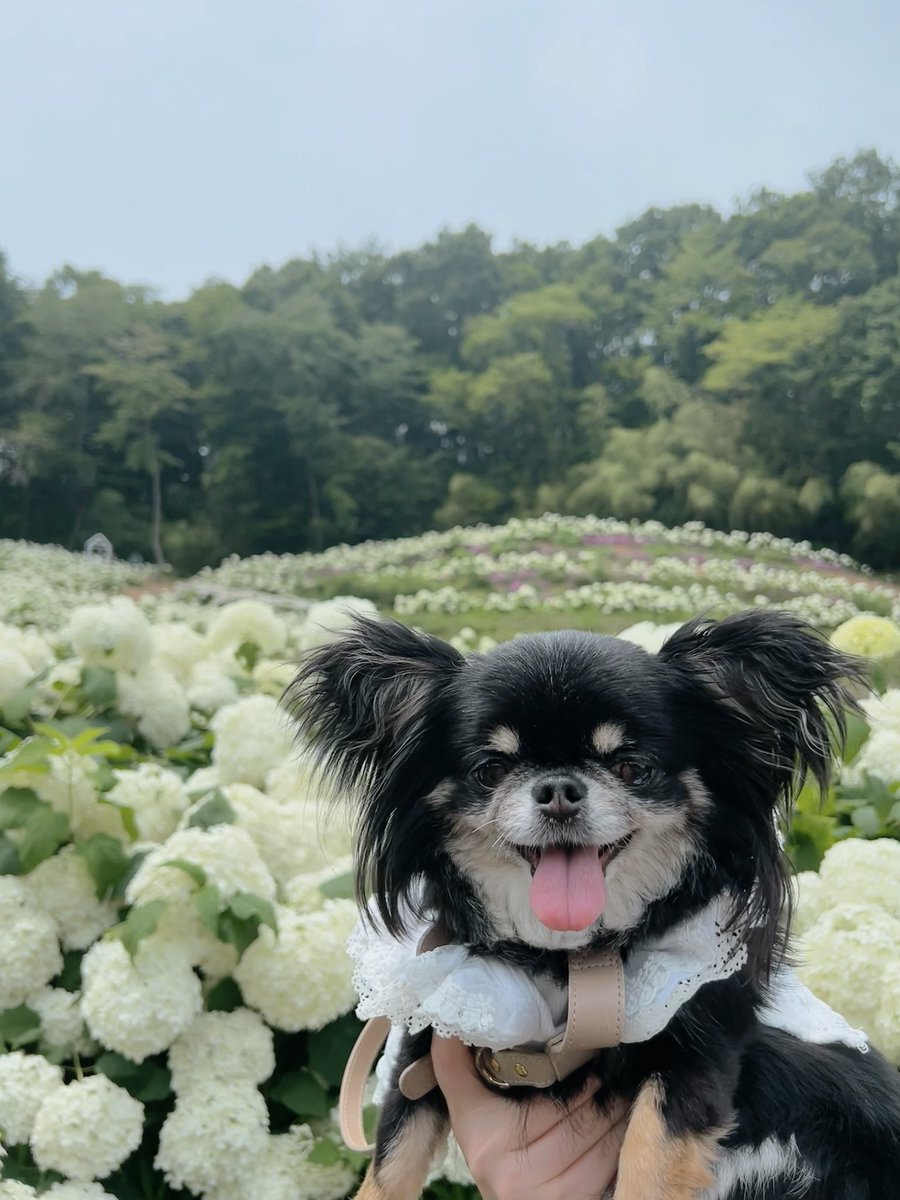 caltaro1208's tweet photo. 陽林寺さんのアナベル🤍とシリー
今年も紫陽花祭りの前に見れた🤍 https://t.co/6KyllFtPcX