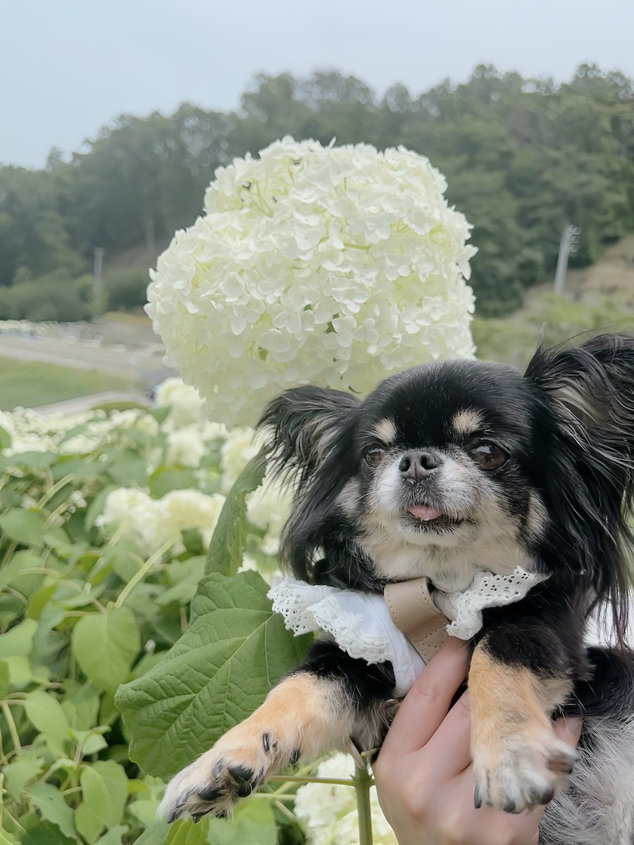 caltaro1208's tweet photo. 陽林寺さんのアナベル🤍とシリー
今年も紫陽花祭りの前に見れた🤍 https://t.co/6KyllFtPcX