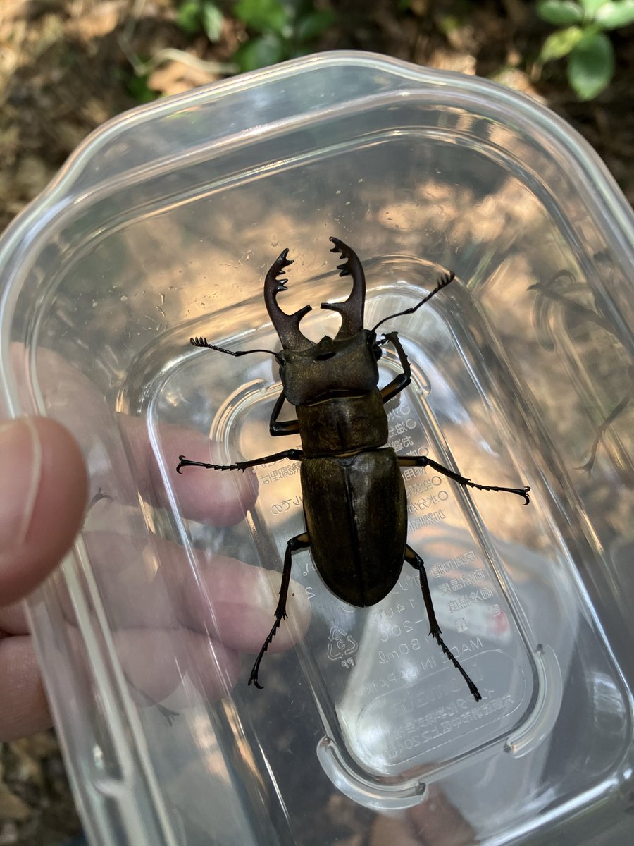 kanata_insect's tweet photo. ミヤマもらいました。
T山口駅で拾ったそうです。
駅でミヤマ、拾ってみたいです！

右側はライトにきた小さい子です。 https://t.co/Bwu0UUNiSr