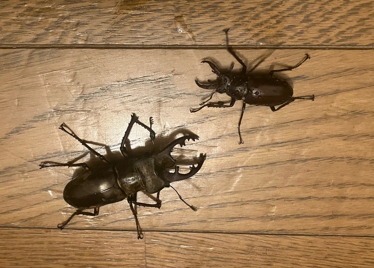 kanata_insect's tweet photo. ミヤマもらいました。
T山口駅で拾ったそうです。
駅でミヤマ、拾ってみたいです！

右側はライトにきた小さい子です。 https://t.co/Bwu0UUNiSr