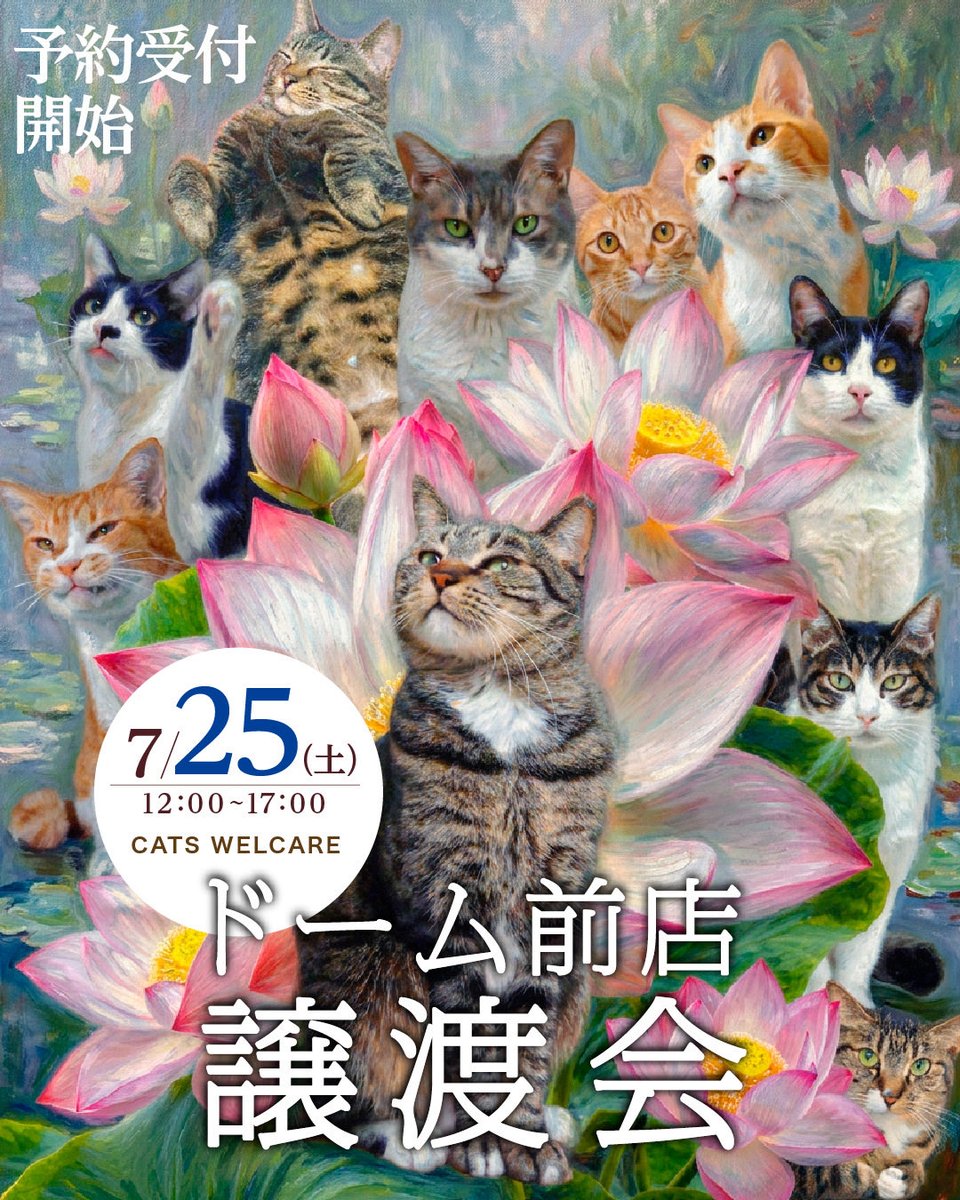 認定NPO法人CATS WELCARE【猫カフェ/大阪/京セラドーム近く/阿倍野】🐈⬛🐾 tweet media