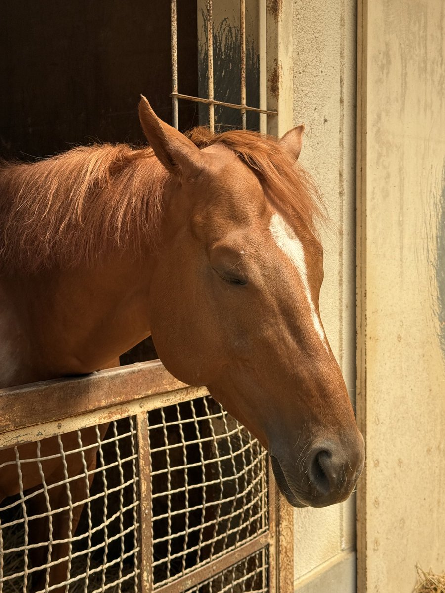morimoto_stable's tweet photo. オケマル16日11レースに出走します！5ヶ月ぶり‼️
応援宜しくお願い致します🤲

#オケマル https://t.co/2bbQc5Or4v