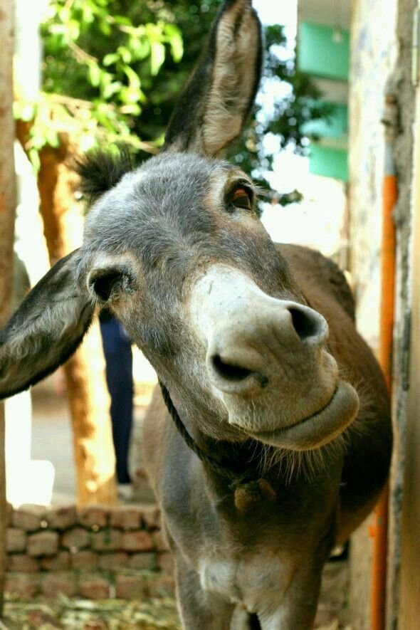 SacerdosMariae's tweet photo. El burro de mi foto de perfil no está ahí por casualidad. Me gusta llamarme «borriquito del Señor». Es una imagen que siempre me ha ayudado a comprender cómo deseo vivir mi fe y mi sacerdocio.

1️⃣ El asno aparece muchas veces en la Biblia. Es un animal humilde, trabajador y cercano a la vida cotidiana del pueblo de Dios. No suele ocupar el centro de la escena, pero está presente cuando hace falta.

2️⃣ Isaías dice: «Conoce el buey a su amo, y el asno, el pesebre de su dueño» (Is 1,3). El asno reconoce a quien lo alimenta. Para mí, esa es la primera enseñanza: saber quién es mi Señor y dónde está mi alimento.

3️⃣ El burro no presume de elegancia. Es fuerte y algo rudo. No necesita aparentar. También la vida cristiana exige menos fachada y más verdad, menos pose y más fidelidad.

4️⃣ Es perseverante. Avanza despacio, pero no abandona fácilmente el camino. A veces la santidad no consiste en correr mucho, sino en seguir andando cada día, también cuando cuesta.

5️⃣ Es un animal de carga. Lleva sobre sí pesos que no ha elegido, pero continúa caminando. También nosotros tenemos cruces, responsabilidades y cansancios que debemos aprender a llevar con Cristo.

6️⃣ El asno aparece junto al misterio de la salvación. La tradición cristiana lo contempla en Belén y el Evangelio lo presenta llevando a Jesús en su entrada en Jerusalén. Su grandeza está en llevar al Señor, no en llamar la atención sobre sí mismo.

7️⃣ San Josemaría Escrivá sentía un gran cariño por la imagen del borrico: humilde, paciente, recio y trabajador. No un animal brillante, sino útil; no espectacular, sino fiel.

8️⃣ Yo también me reconozco en esa imagen. No pretendo ser un caballo de desfile. Me basta con ser un pequeño burro que conozca la voz de su Amo, acepte su carga y lo lleve allí donde Él quiera.

9️⃣ Ser «borriquito del Señor» significa para mí trabajar sin buscar aplausos, levantarme después de cada caída, soportar con paciencia y seguir sirviendo aunque nadie lo vea.

🔟 Y significa también dejar que Cristo monte sobre mi pobre vida. Porque el borrico por sí solo no cambia la historia. Pero cuando lleva sobre sí al Señor, puede acompañarlo hasta Jerusalén.

Por eso tengo un burro como imagen. Es casi un pequeño programa de vida: fuerte sin dureza, rudo sin amargura, humilde sin complejos, perseverante sin ruido y siempre disponible para llevar a Cristo.

Quiera Dios que, al final del camino, pueda decirse también de mí: conoció a su Amo, reconoció su pesebre y cumplió fielmente la tarea que le fue confiada.

#BorriquitoDelSeñor #VidaCristiana #Sacerdocio #Humildad #Perseverancia #SanJosemaría