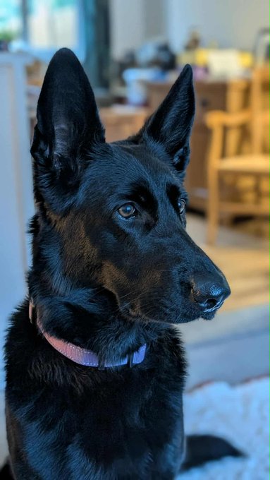 gsrescueelite's tweet photo. Lola is 4yrs old and she found a home where she flourished but came back due to a change in circumstances. Lola is a friendly and loyal girl who is looking for a child and pet free home 
#dogs #germanshepherd #Notts 
https://t.co/XG4eFs8h7k https://t.co/ZbATzc20jM