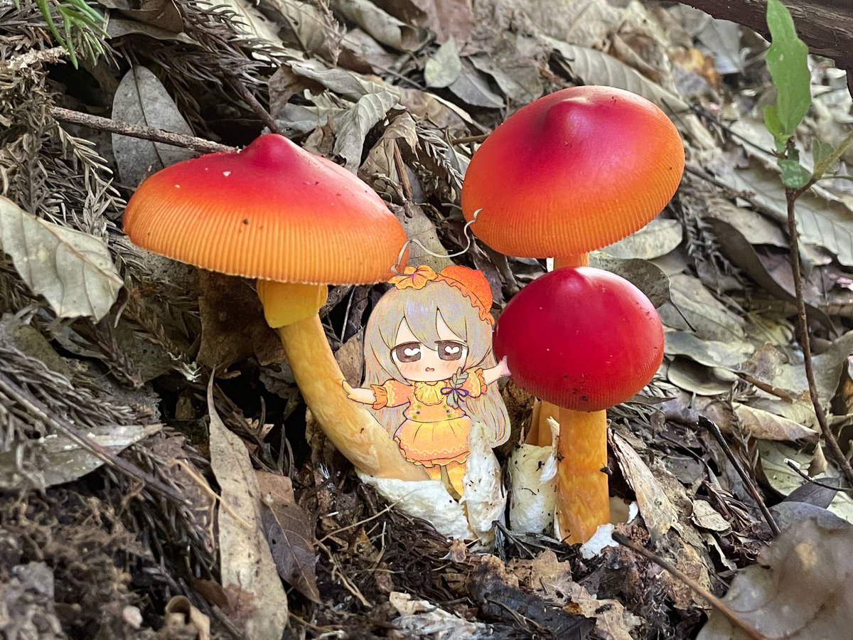 _____l_____I__'s tweet photo. ﾀﾏｺﾞﾀｹｸﾝ https://t.co/YOHRYG9jW7
