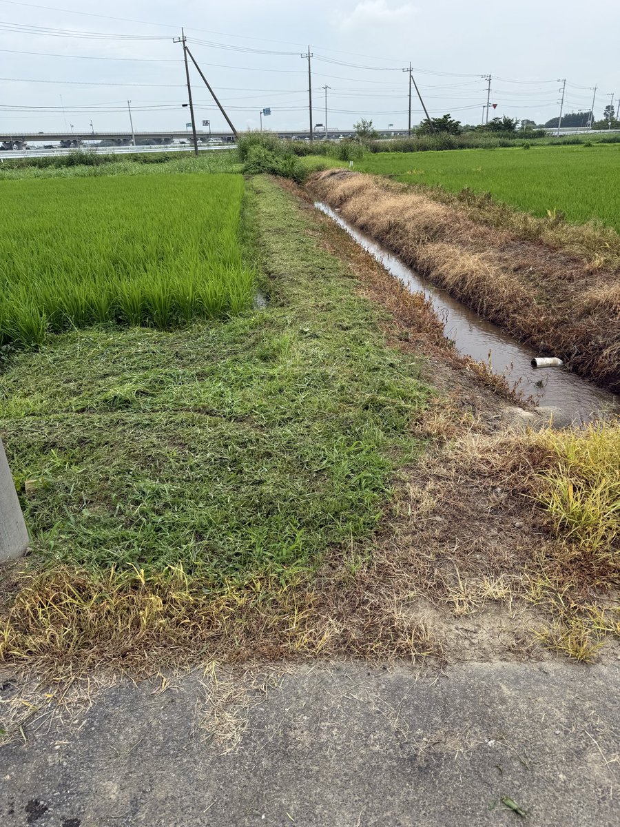 ANNKOROmochi8's tweet photo. 夏の草刈り第一弾…曇りで蒸し暑かったけど早朝5時からやったので何とかやりきった😵‍💫梅干し（セブンの梅干し美味しい）水と麦茶（鶴瓶）冷んやりタオル（首に巻くタイプ）で熱中症回避しました
#埼玉米農家 https://t.co/YNpDOjKfXe