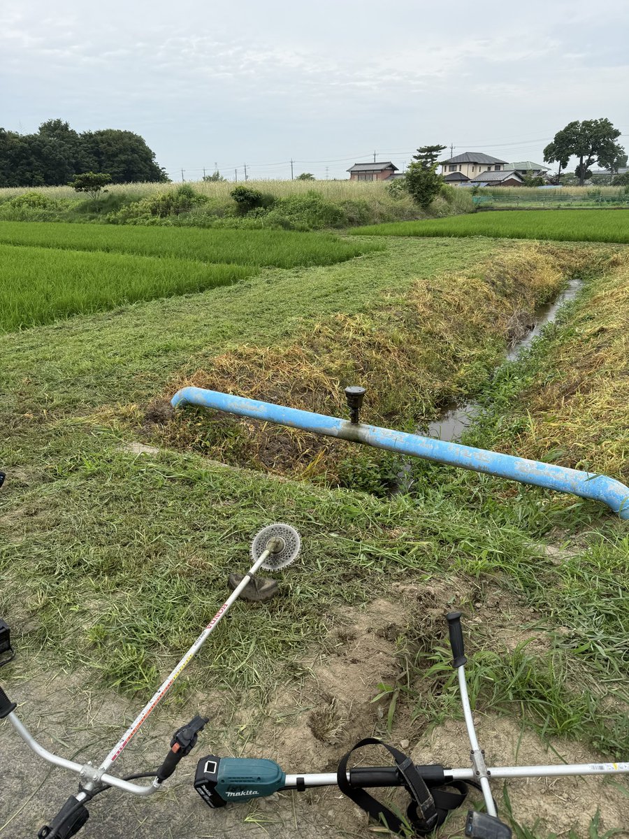 ANNKOROmochi8's tweet photo. 夏の草刈り第一弾…曇りで蒸し暑かったけど早朝5時からやったので何とかやりきった😵‍💫梅干し（セブンの梅干し美味しい）水と麦茶（鶴瓶）冷んやりタオル（首に巻くタイプ）で熱中症回避しました
#埼玉米農家 https://t.co/YNpDOjKfXe