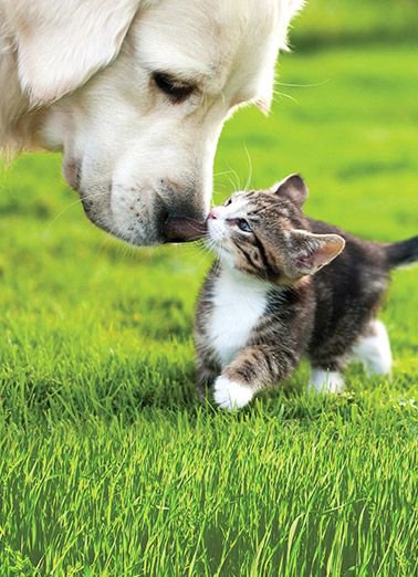 puppies video tweet media