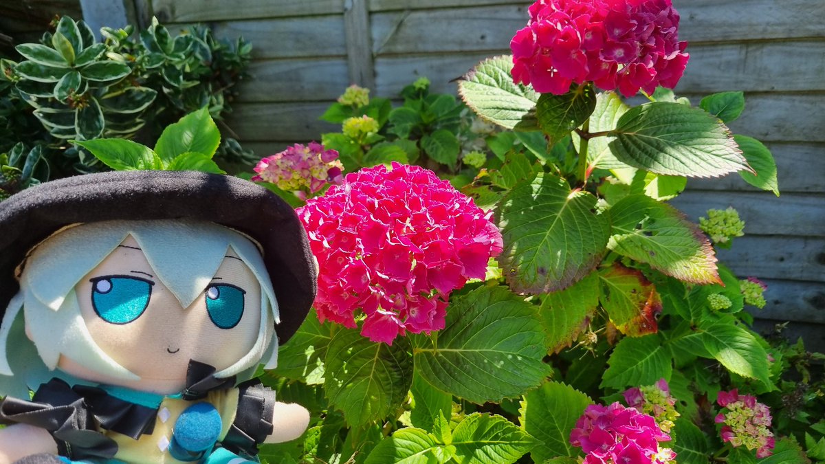 HmsHood473508's tweet photo. Kooshi and her favourite flowers! https://t.co/6yAbagWapH
