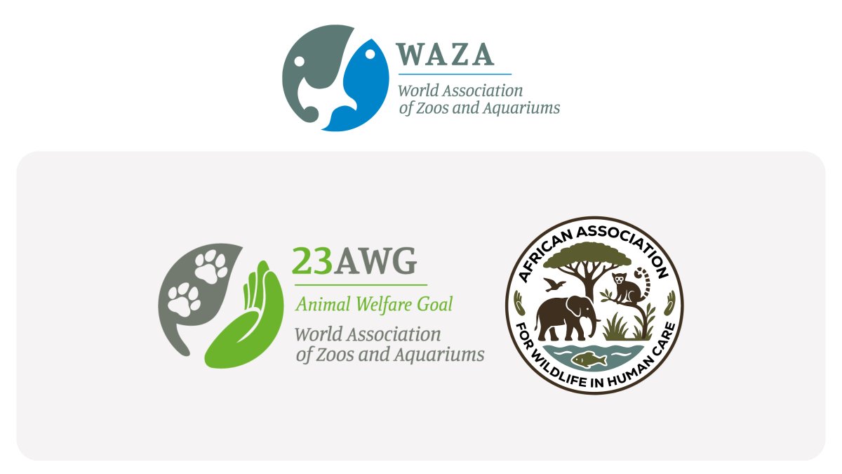 waza's tweet photo. 🔔The African Association for Wildlife in Human Care (AAWHC) has successfully completed the WAZA confirmation process and has been confirmed as meeting the WAZA 2023 Animal Welfare Goal (23AWG).

➡️ Read more about AAWHC's achievement:
https://t.co/A1yqYO9xx6 https://t.co/CK0hfn1scg
