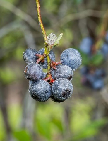 Agricultural Research Service tweet media