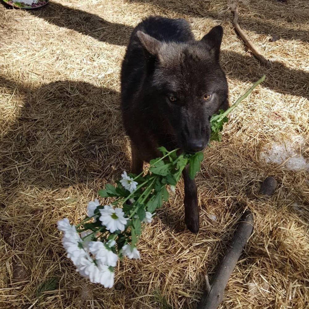dailyvalkoaoyin's tweet photo. 💐a charming gentleman he is https://t.co/tFLavNy5mS