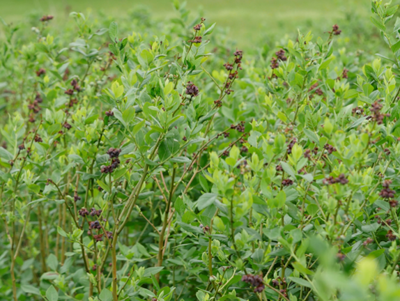 Agricultural Research Service tweet media