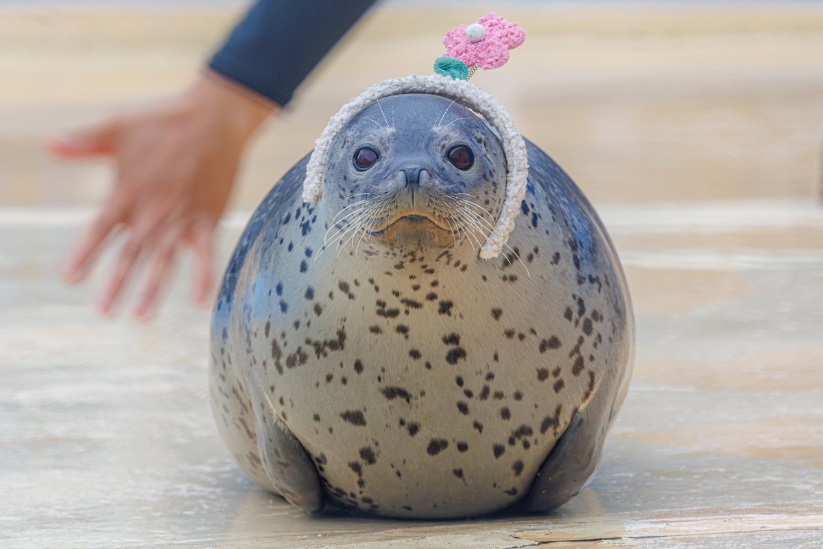 Rice_moon0305's tweet photo. #東武動物公園 
#ゴマフアザラシ 
#1日1もちもち https://t.co/OHNN0M2vNX