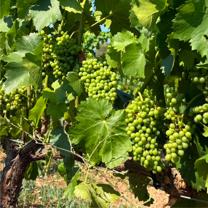LesAcacies's tweet photo. La garnacha es una de las protagonistas de Desbordant. 🍇

Combinada con sumoll, aporta equilibrio, expresividad y una personalidad única que convierte cada botella en una auténtica expresión del territorio.

#Desbordant #Garnacha #PlaDeBages https://t.co/4Mdz1VVN5y