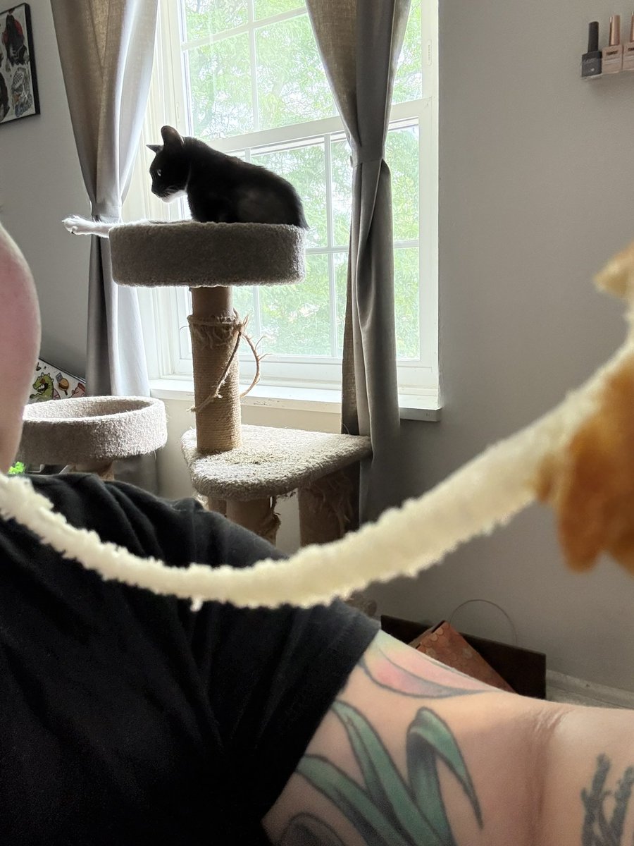 CatLady_89's tweet photo. @depressionlesss Cheese pull ft my best friend, kitty https://t.co/bhN7mocPLj