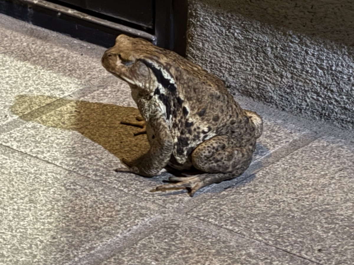 k_melm's tweet photo. 雨の日やその前後、大体家の前にいる🐸

何年も、そして毎回同じくらいのサイズで1匹だけで現れる。 https://t.co/X3CM5nCCRh