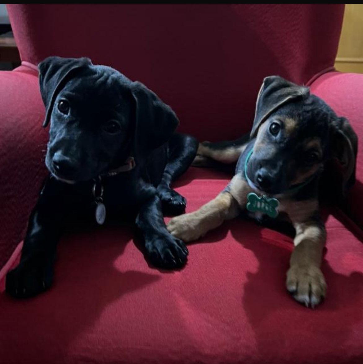vtocarvalho99's tweet photo. Dois nenés com cara de coitados/Duas pestes cansadas https://t.co/uW18gDmVLi