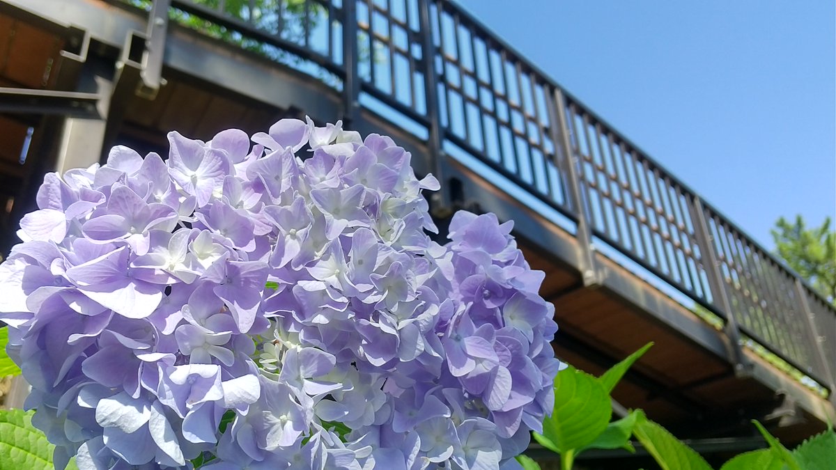 treemlight's tweet photo. 青に洗われ止まる午後

#TLを花でいっぱいにしよう
#キリトリセカイ https://t.co/BtQesEDWiu