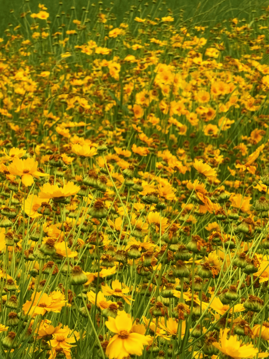 HyunjunYang2's tweet photo. Sunny spring afternoon vibes—birds chirping, flowers blooming, and a gentle breeze that makes me wanna grab a coffee and walk through the park!， https://t.co/af62C5Xync