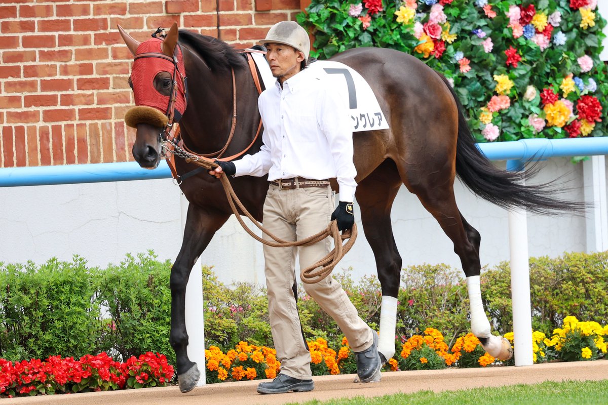 mint_chestnut's tweet photo. 2026/6/27  函館6R  3歳未勝利
#コーリンクレア
#横山和生 騎手 https://t.co/aSrLWJ36Kp