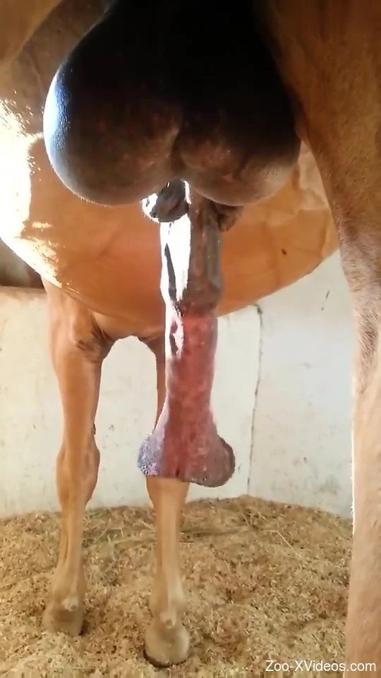 WildFire78329's tweet photo. I can't control my hips, I need it ugh 🫶😽#Cumtribute #Cumtrib #Jerktribute #gooner #goon #Fucktrib #Fucktribute #nofap #babecock #bbc #groaning #fleshlight #bnwo #horsed #horse #horsecock https://t.co/W32Y9Wrf7A