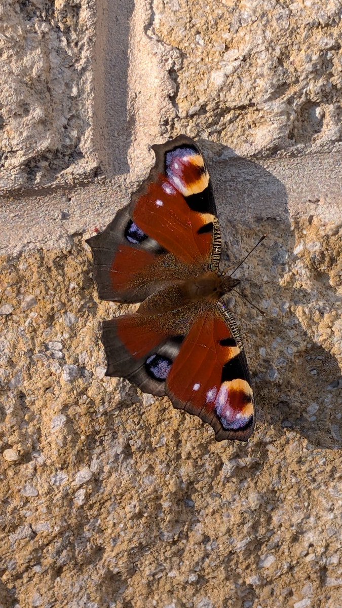 jamestaylor99's tweet photo. Took pic of this beauty chilling in the sun on the back of the house yesterday. #butterfly https://t.co/v1ldPanb6f