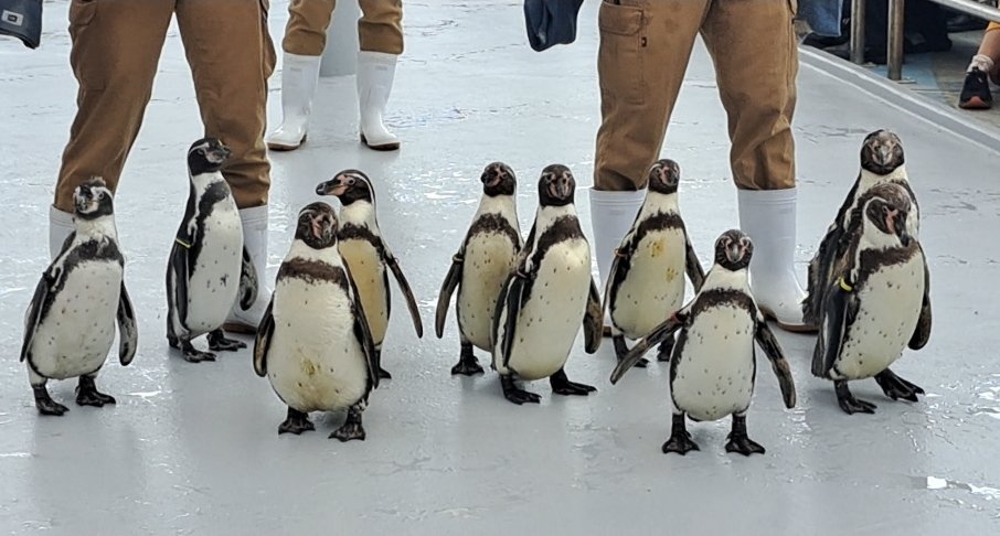 rinciao's tweet photo. @TOBA_AQUARIUM 今日のペンギン散歩で換羽は体力を使うと知り、暑い中お疲れさまと労いの言葉をかけさせていただきました😌🧊 https://t.co/2nVmUPKx6n