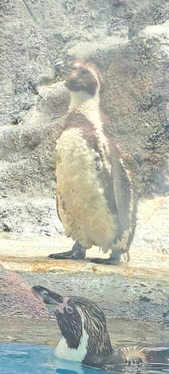 rinciao's tweet photo. @TOBA_AQUARIUM 今日のペンギン散歩で換羽は体力を使うと知り、暑い中お疲れさまと労いの言葉をかけさせていただきました😌🧊 https://t.co/2nVmUPKx6n