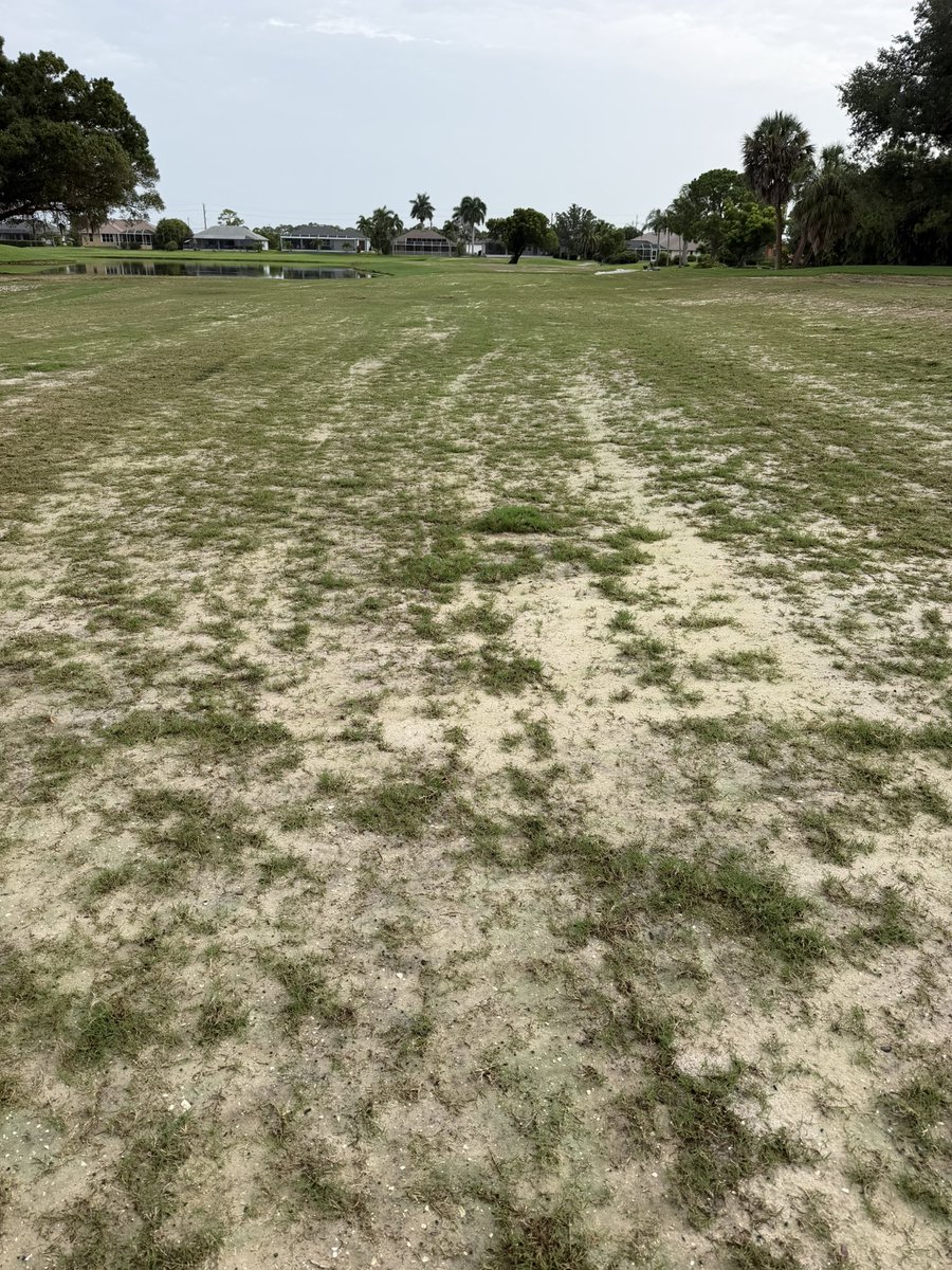 lovingturf's tweet photo. Fairway sprigs looking juicy one week on the ground. Grow baby grow! Super happy with the one week look 🤩😍time for the #JRS (if you know you know) from my guys @SimplotTurf @AndysTurf now we sit back and admire. #makingmoves #turflife #swfl #projecthole #growin https://t.co/I6uB0pucyC