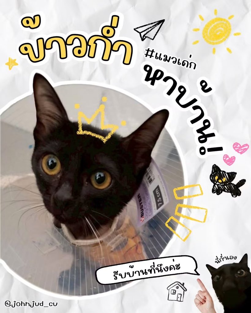 johnjud_cu's tweet photo. 🎀 ด.ญ. #ข้าวก่ำ_JohnJud พร้อมให้ผู้ปกครองรับกลับบ้านแล้วค่ะ!

เมื่อ 1 เดือนก่อน หนูถูกทิ้งไว้กับขาฝั่งซ้ายที่หักทั้งด้านหน้า-หลัง ซี่โครงและกระดูกสันหลังของหนูก็แตกร้าวหลายท่อน โชคดีที่ได้พี่ ๆ ใจดีคอยช่วยเหลือ ตอนนี้หนูดีขึ้นเยอะมากแล้วนะคะ แถมกลับมาวิ่งเล่นได้ปกติแล้วด้วยค่ะ✨ https://t.co/DO45IT5GPI