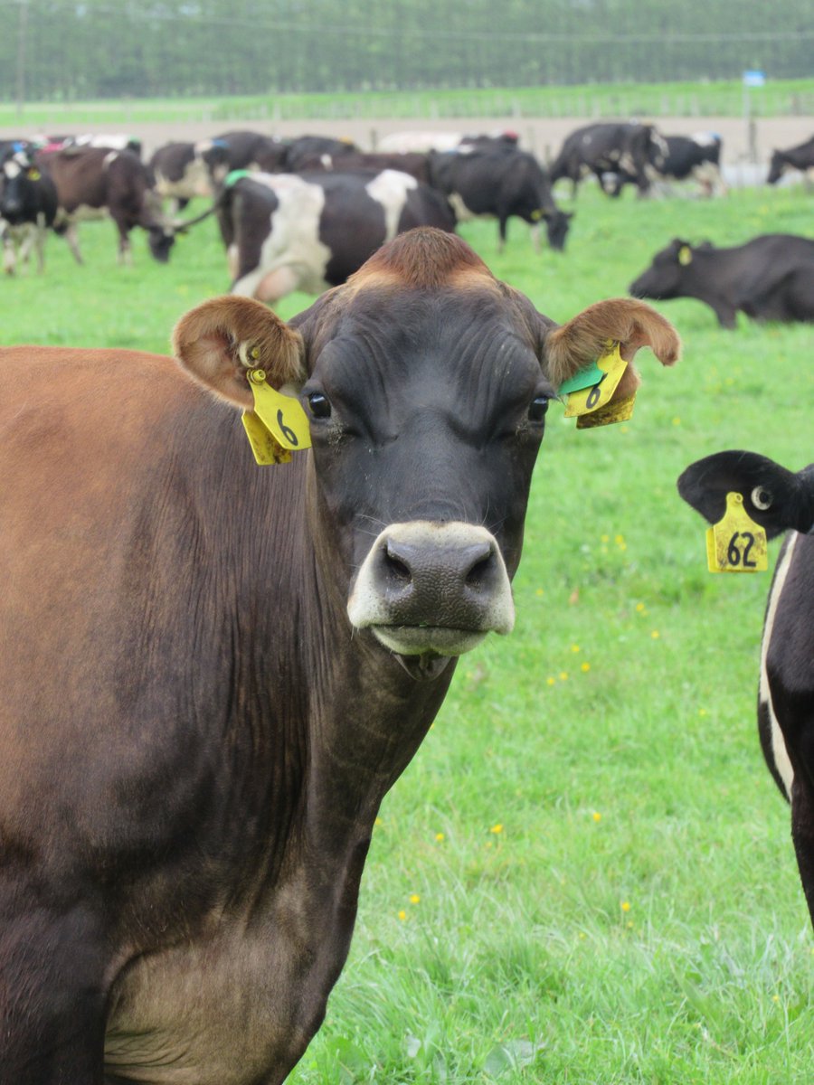 NCAgriculture's tweet photo. Today is National Cow Appreciation Day! 🐮

We have many cattle farmers in our state, from beef to dairy, that work hard to care for their animals and provide the best products to their customers. Join us in thanking them for their hard work in the comments below! #NCAgriculture https://t.co/Dqsjd0Ttdg