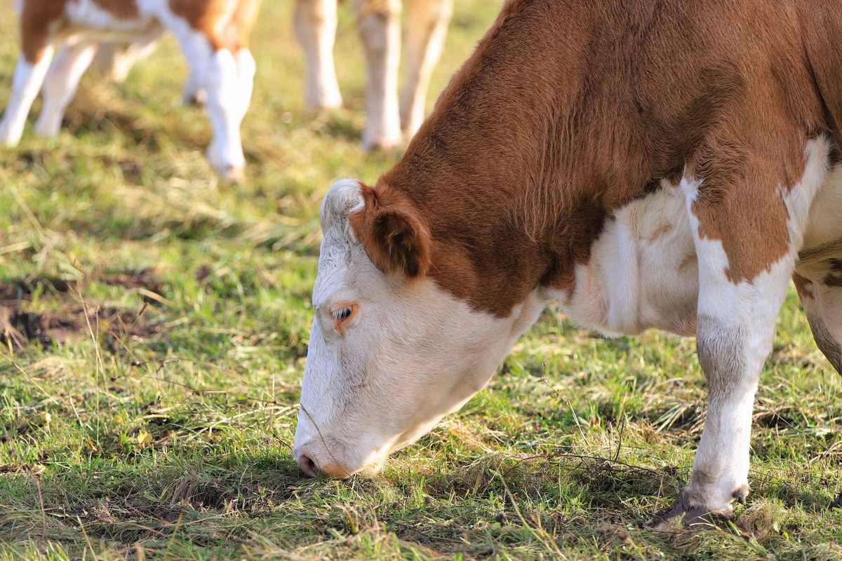 NCAgriculture's tweet photo. Today is National Cow Appreciation Day! 🐮

We have many cattle farmers in our state, from beef to dairy, that work hard to care for their animals and provide the best products to their customers. Join us in thanking them for their hard work in the comments below! #NCAgriculture https://t.co/Dqsjd0Ttdg