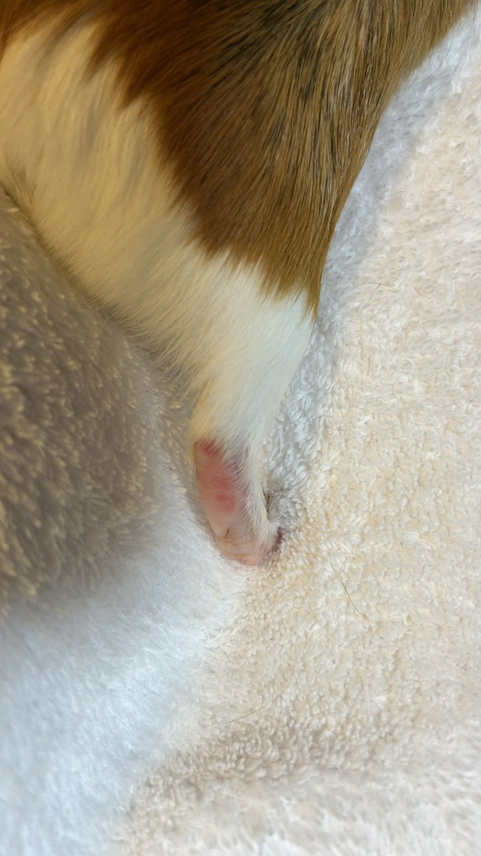 mogu_aby's tweet photo. モルモットの肉球、想像以上にモチモチ https://t.co/UVNSdYGw03