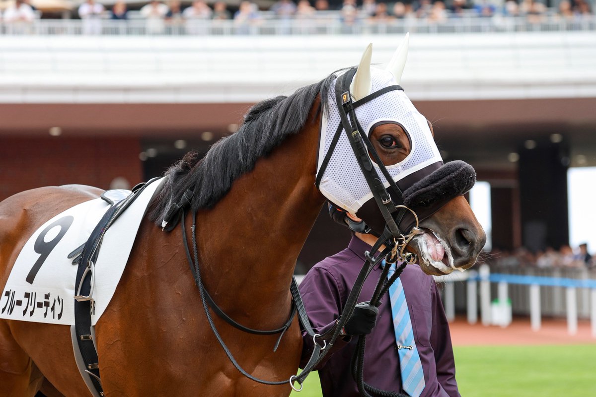 mint_chestnut's tweet photo. 2026/6/27  函館6R  3歳未勝利
#プルーフリーディン
#斎藤新 騎手 https://t.co/hJP9a3cktu