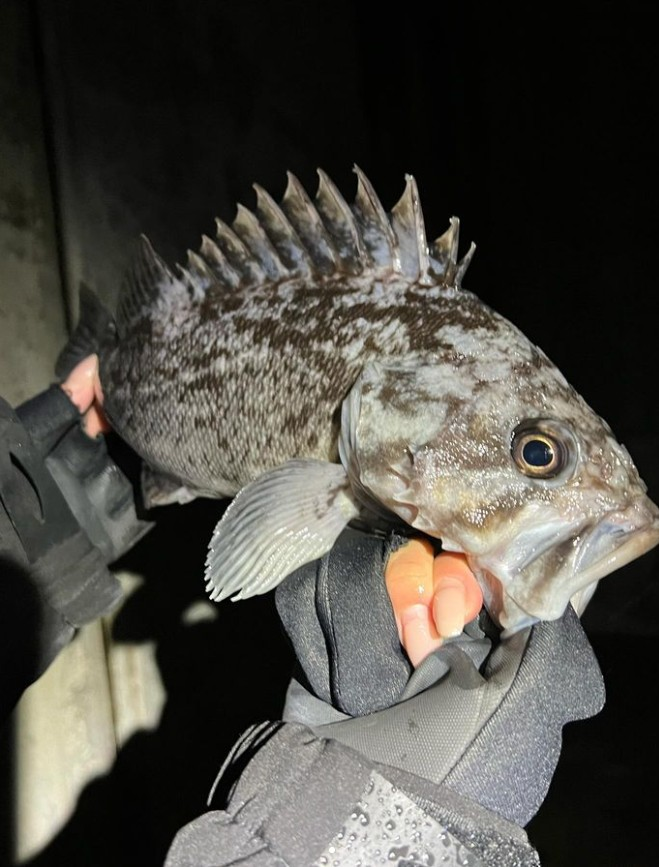 alcoholic_dr's tweet photo. 釣れたら最高です、今家に帰って、明日も仕事です😆📷🎣 https://t.co/2X9BQ0thwQ