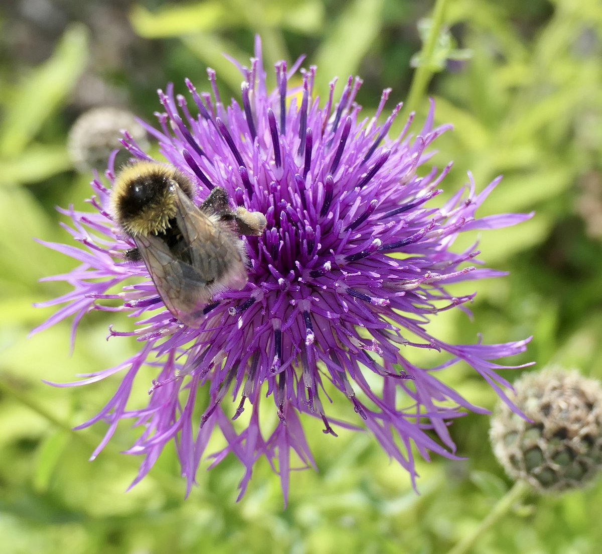 bumblebuddeez's tweet photo. Happy #MagentaMonday with a Garden Bumblebee on Greater Knapweed #BeesNeedsWeek Bumblebees need wild flowers @wildflower_hour @BSBIbotany ππππΏπππ https://t.co/d6VrTyjy9N