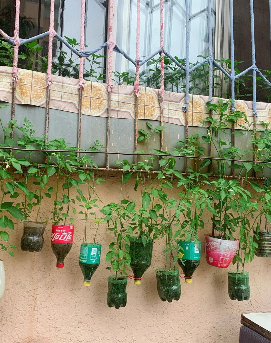 ljasmin77's tweet photo. Transforming old mason jars into cute herb planters—zero waste, fresh greens, and a cozy touch for my windowsill! ， https://t.co/c2eMMB51Cb