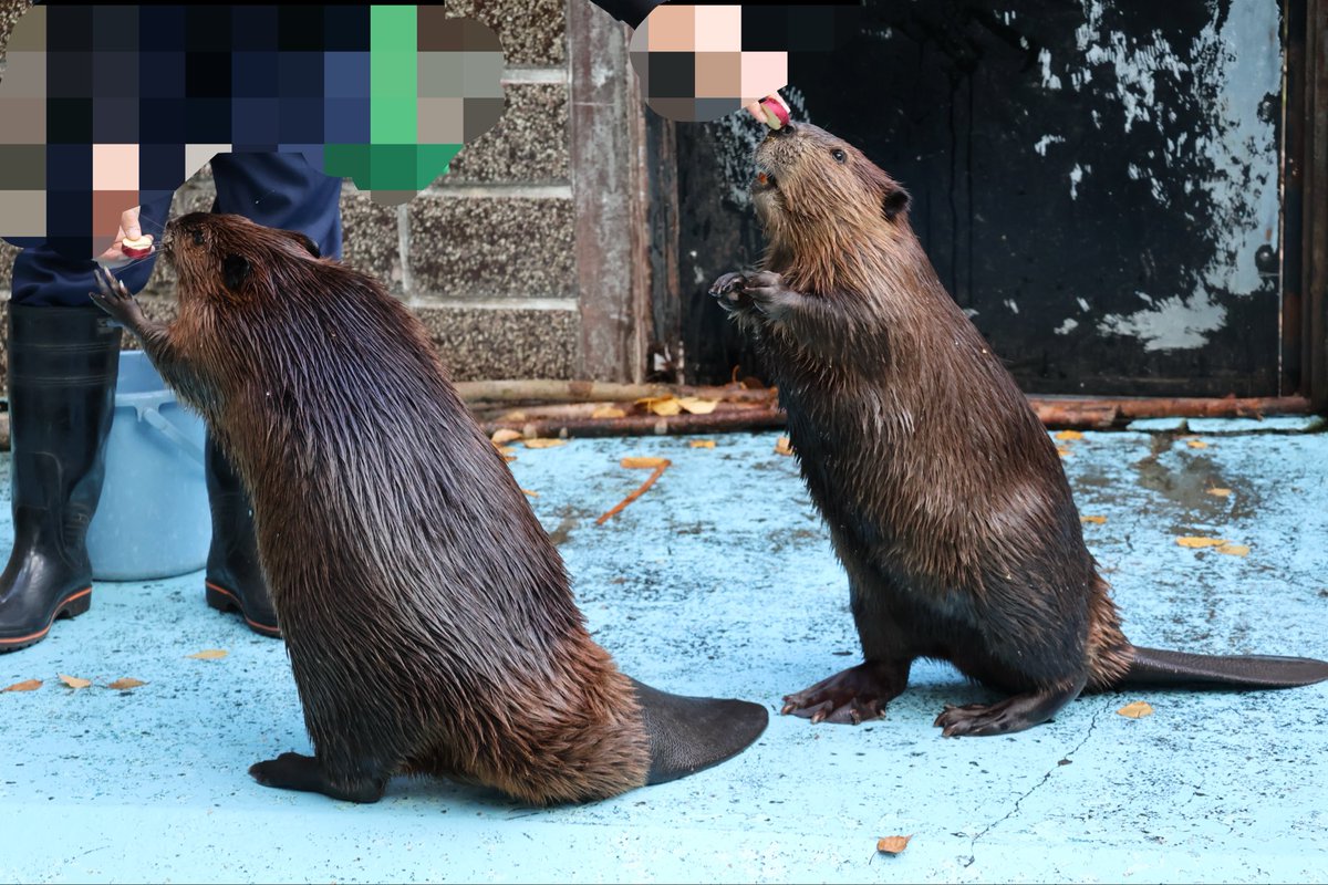 む🦫 (@photo_beaver) / Posts / X