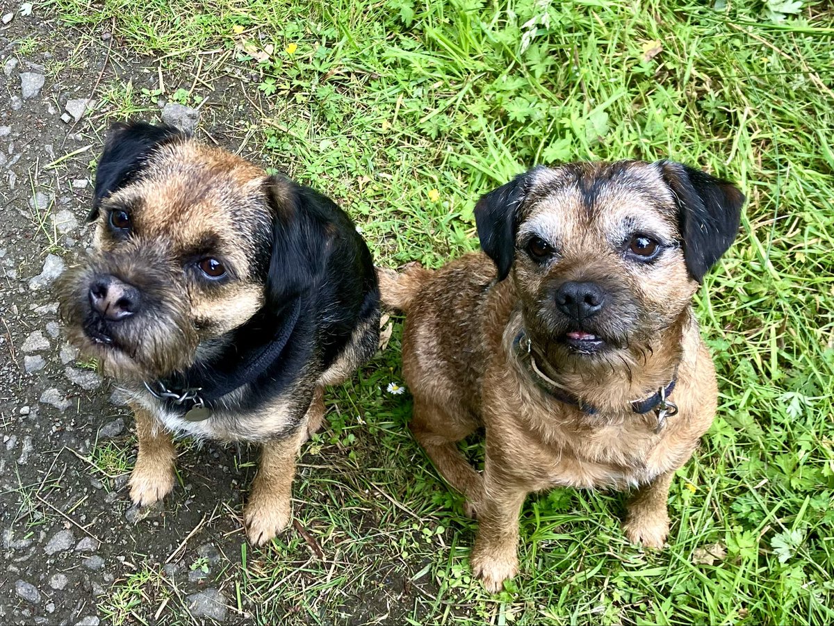 KateKnighting's tweet photo. 42 #NHS1000Miles last week, thanks to walking with these two beauties in fabulous Scottish forests to avoid the heat while their owners were away. Wishing everyone a good week. 🚶‍♀️🏃‍♀️ https://t.co/QmNR70jF19