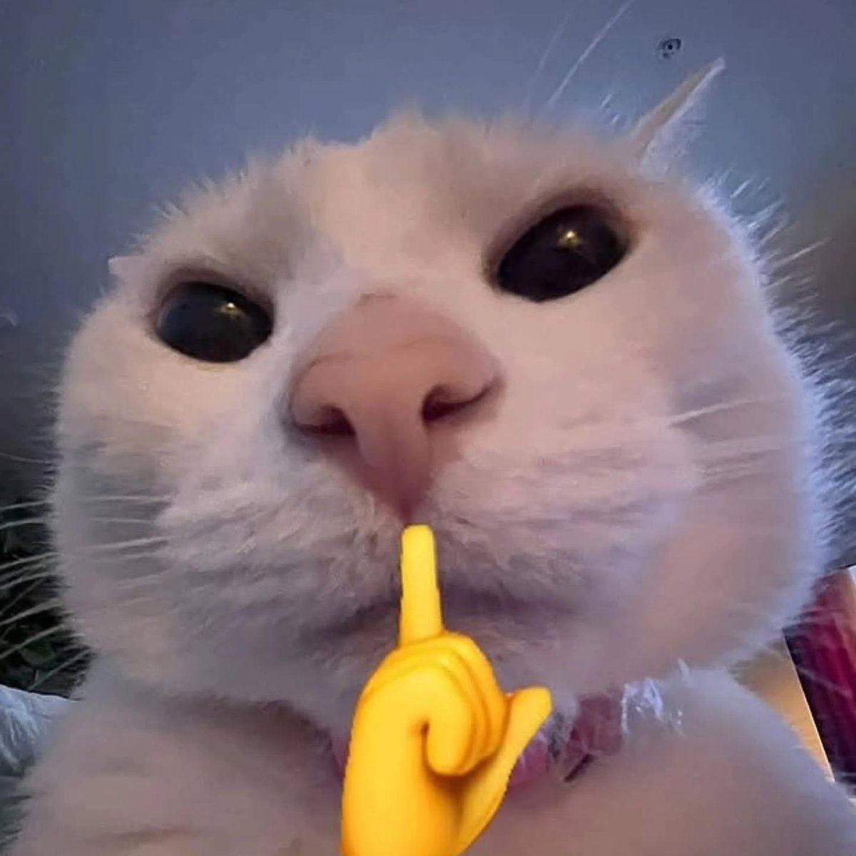 catsworldaura's tweet photo. https://t.co/M5cFEKZNvE